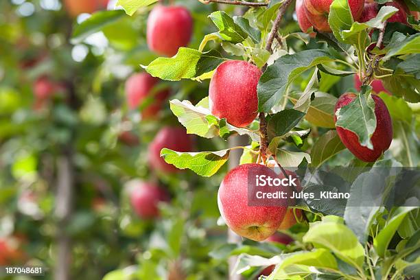 Red Apples Stock Photo - Download Image Now - Apple Tree, Apple Orchard, Apple - Fruit