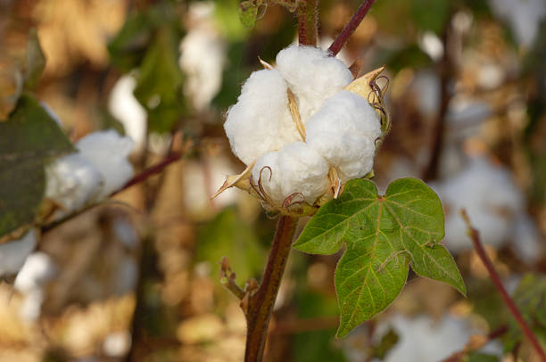 istock Close-up of Cotton Bolls on Plant 187048685