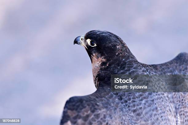 Pájaro Foto de stock y más banco de imágenes de Cerca de - Cerca de, Cielo, Pájaro