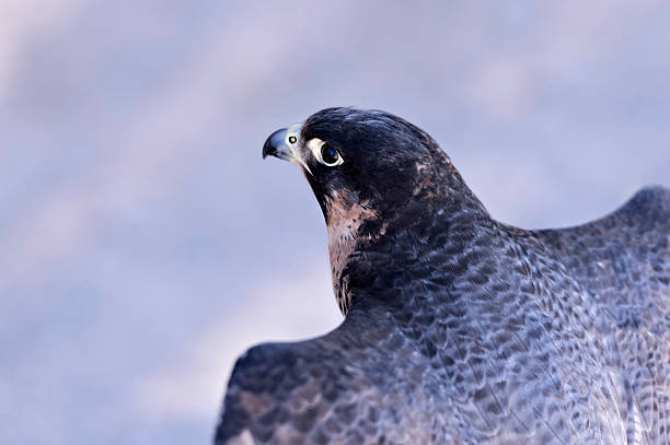 Bird Falcon flying milvus migrans stock pictures, royalty-free photos & images