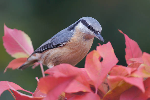 istock Sitta europaea on wild wine 187048944