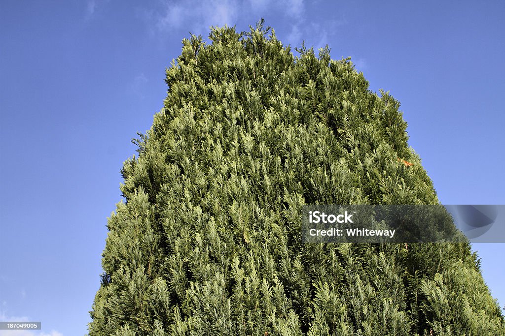 Canopy der evergreen Lawson Zypresse Chamaecyparis lawsoniana - Lizenzfrei Baum Stock-Foto