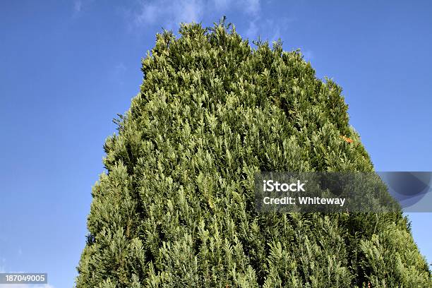 Canopy Der Evergreen Lawson Zypresse Chamaecyparis Lawsoniana Stockfoto und mehr Bilder von Baum