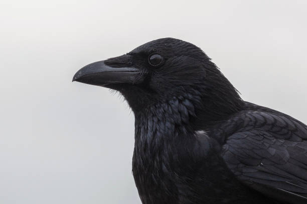 istock Closeup on a Crow or raven head while posing for the camera 1870491598