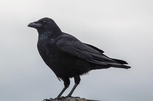 Closeup on a Crow or raven head while posing for the camera