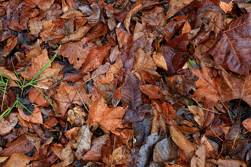 A collection of Autumn Leaves on the ground with a few grass leaves.