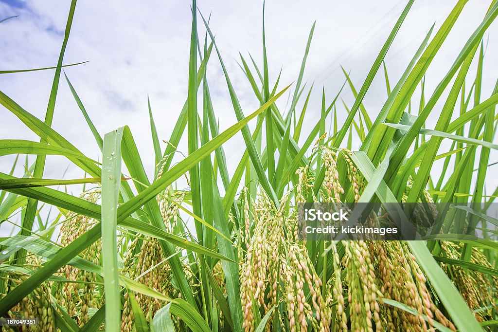 Primer plano de campo de arroz - Foto de stock de Agricultura libre de derechos