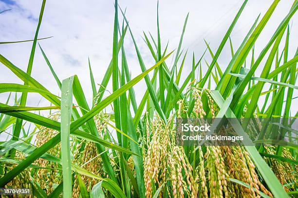 Primer Plano De Campo De Arroz Foto de stock y más banco de imágenes de Agricultura - Agricultura, Aire libre, Alimento