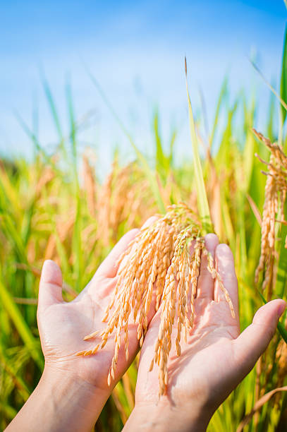 istock Close-up of Hand Holding Rice Crop 187049369