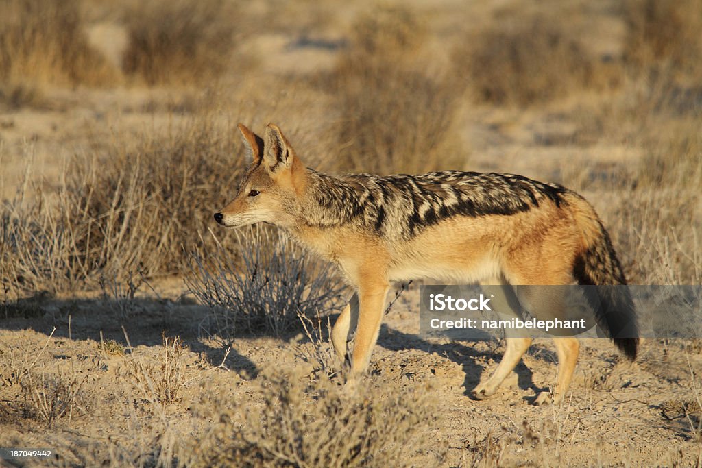 black-backed jackal hunting black-backed jackal (Canis mesomelas) in the Etosha National Park, Namibia Etosha National Park Stock Photo