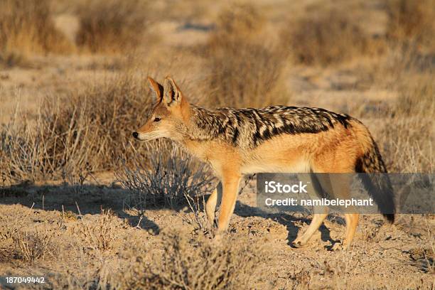 Blackbacked Jackal Stock Photo - Download Image Now - Etosha National Park, Jackal, Africa