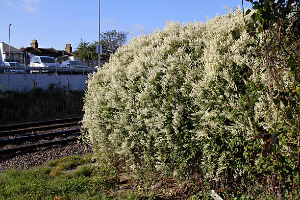 White flowers of China Fleece Vine Fallopia aubertii or Polygonum aubertii