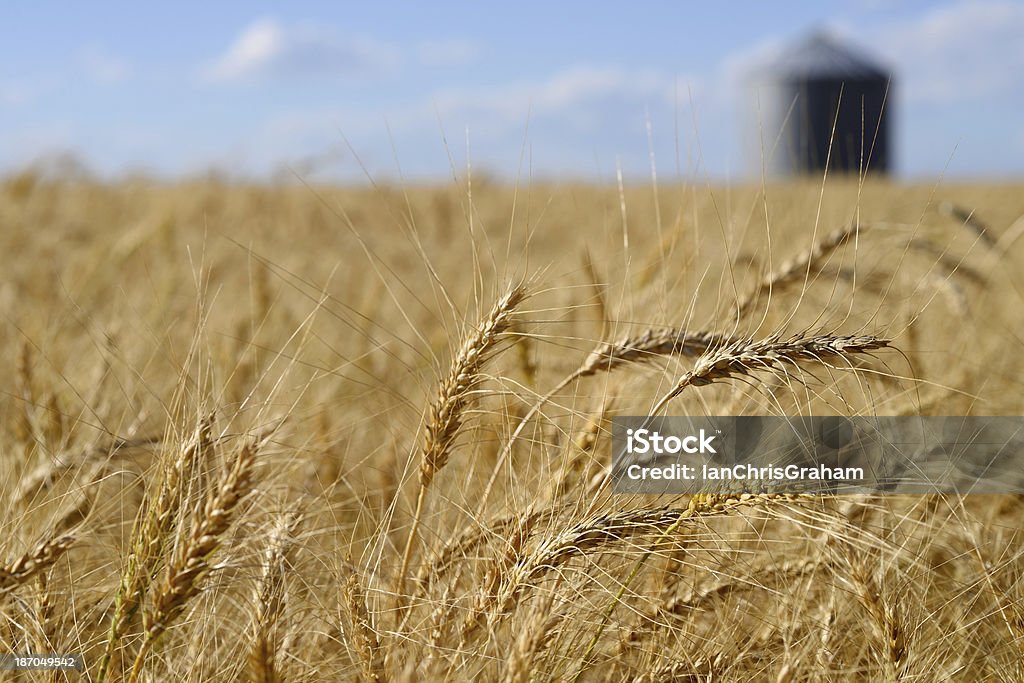 Campo de trigo - Foto de stock de Saskatchewan libre de derechos