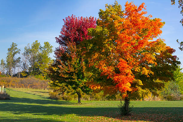 istock Fiery Maple Trees Adorned in Autumn Colors 187050788