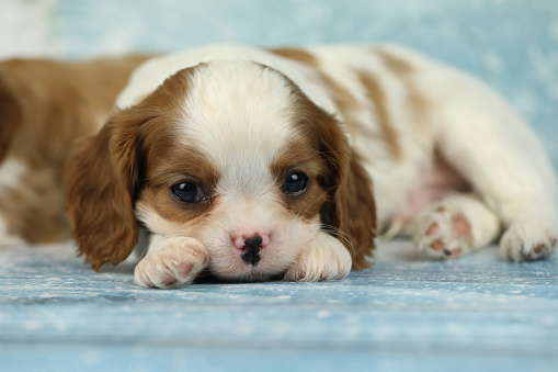 Small cute cavalier king Charles spaniel puppy on the blue background