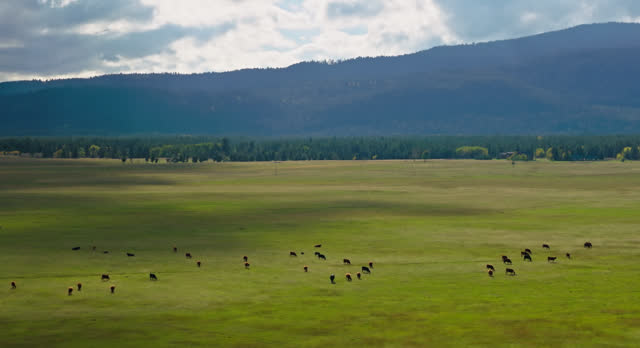 Aerial Shot of Cows Grazing on Farmland near West Yellowstone, Montana on Overcast Day