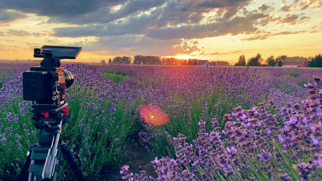 The film camera stands on a tripod and records lavender plantations during summer sunset.