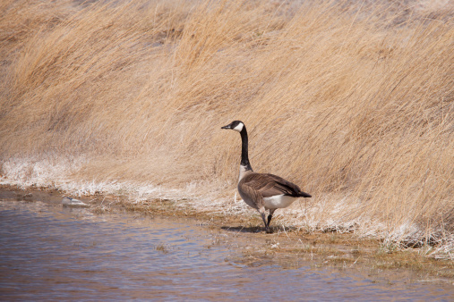A Canada Goose walks along the lakeshore where a hillside covered with grass reaches down to the water.