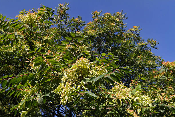 voar sementes em árvore do céu em setembro - ailanthus glandulosa imagens e fotografias de stock