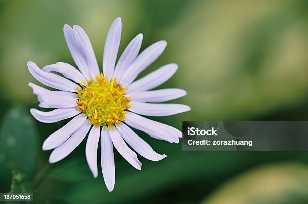 Chrysanthemum Stock Photo - Download Image Now - Autumn, Back Lit, Beauty In Nature