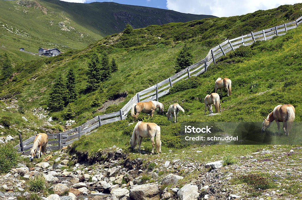 Haflinger en las montañas - Foto de stock de Alerce - Árbol de hoja caduca libre de derechos