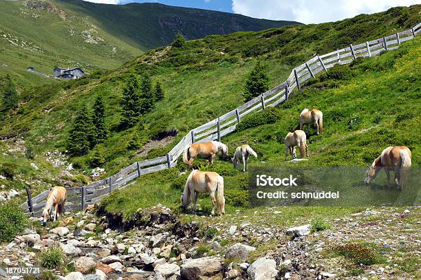 Photo libre de droit de Haflinger Dans Les Montagnes banque d'images et plus d'images libres de droit de Arbre - Arbre, Beige, Cheval