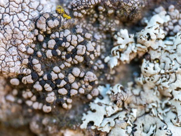 istock closeup of lichen 1870520546
