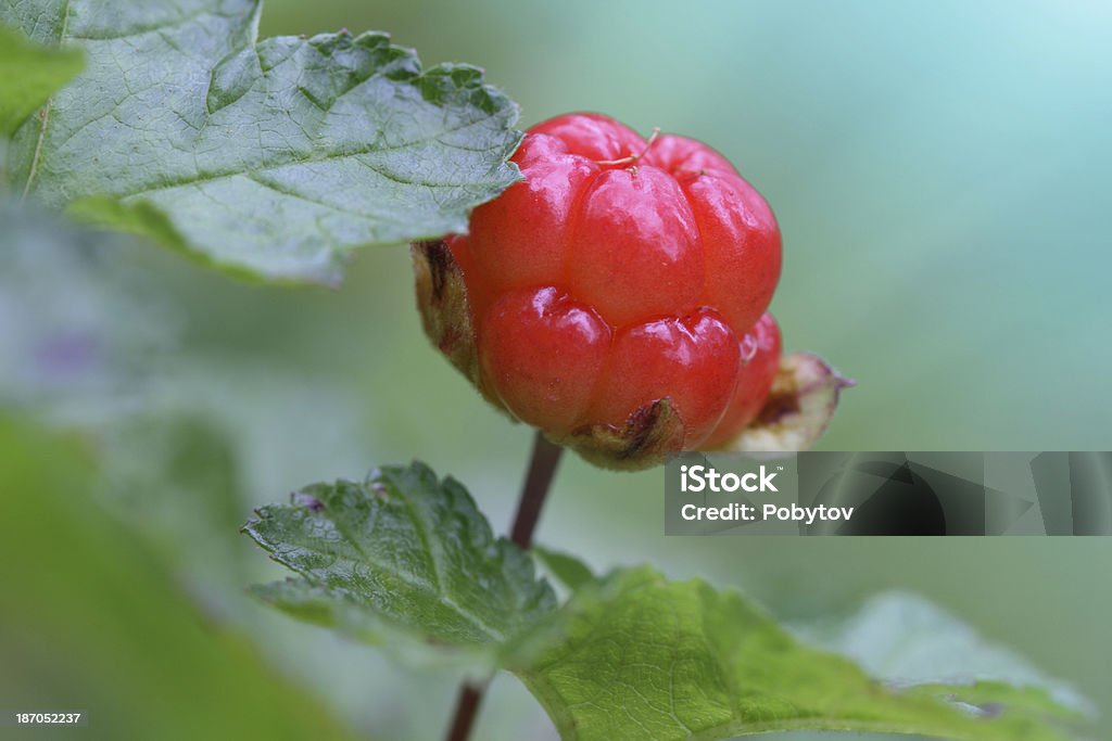 Cloudberry - 로열티 프리 0명 스톡 사진