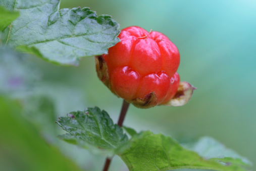 Close up of cloudberry  on a green background.