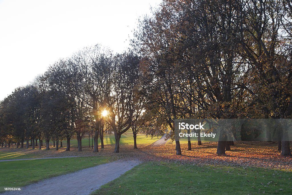 Parco al tramonto in autunno. - Foto stock royalty-free di Acero