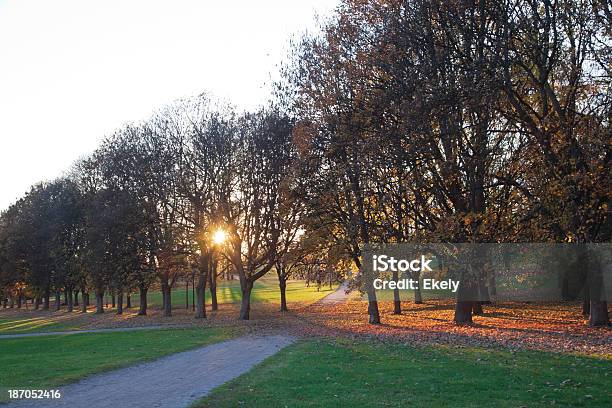 Parco Al Tramonto In Autunno - Fotografie stock e altre immagini di Acero - Acero, Albero, Albero deciduo