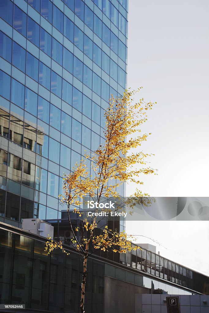 Herbst in der Stadt. - Lizenzfrei Ahorn Stock-Foto