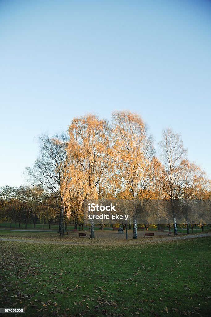 Birks au coucher du soleil en automne. - Photo de Arbre libre de droits