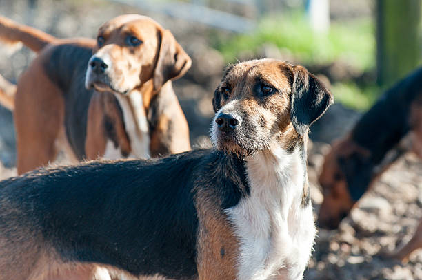 le foxhound anglais - bloodsport photos et images de collection