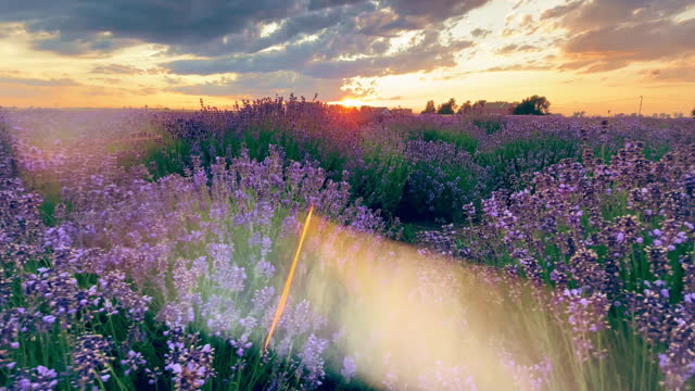 Lavender plantation  during summer sunset.