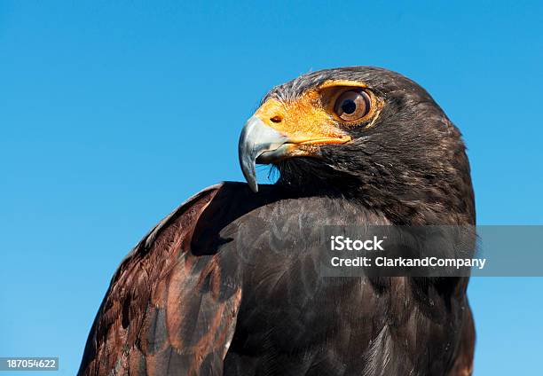 Decomum - Fotografias de stock e mais imagens de Abutre - Abutre, Animais caçando, Animal