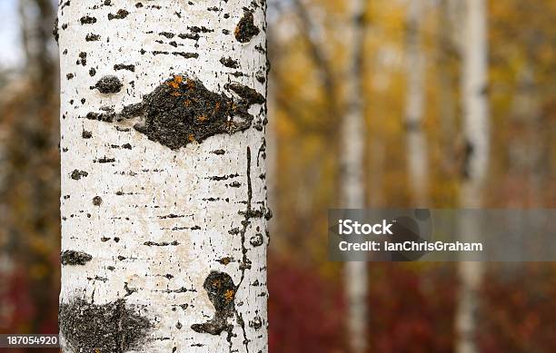 Herbst Wald Stockfoto und mehr Bilder von Baum - Baum, Baumrinde, Blatt - Pflanzenbestandteile