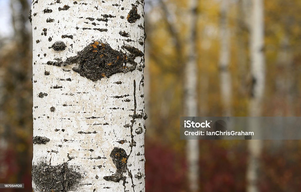 Bosque de otoño - Foto de stock de Boscaje libre de derechos