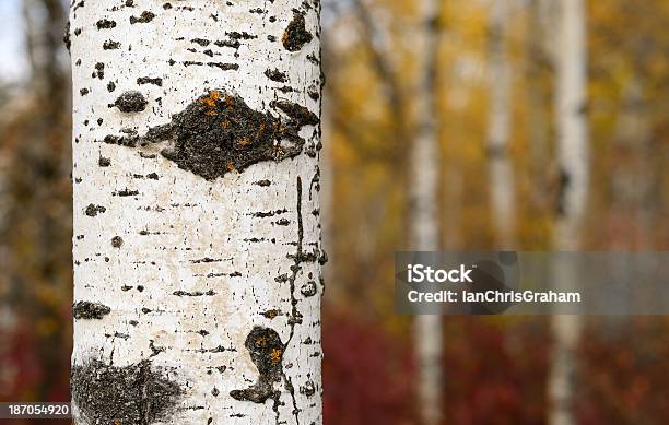 Bosque De Otoño Foto de stock y más banco de imágenes de Boscaje - Boscaje, Bosque, Canadá