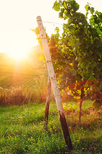 istock Sunny vineyard with lens flares 187055056