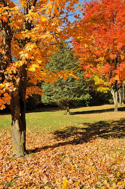 istock Kensington Metro Park in Autumn 187055093