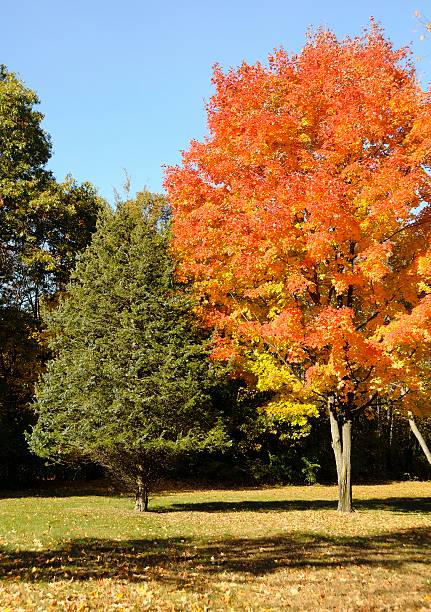 istock Kensington Metro Park in Autumn 187055104