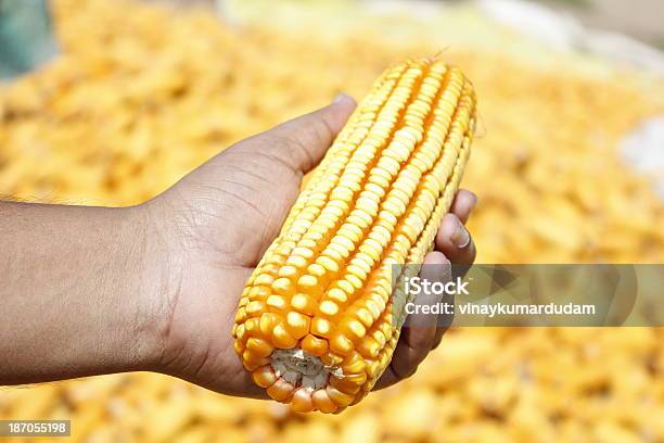 Secas De Carolo Milho Na Mão - Fotografias de stock e mais imagens de Agricultura - Agricultura, Alimentação Saudável, Amarelo