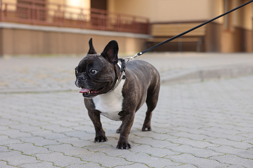 Cute French Bulldog walking on leash outdoors