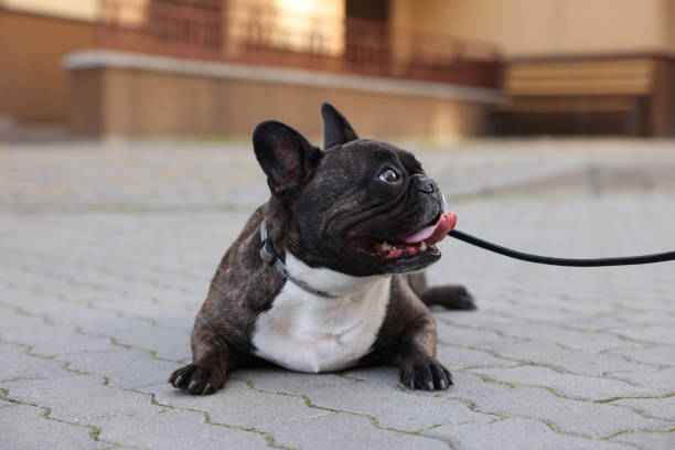 istock French Bulldog lying on pavement outdoors. Cute pet on walk 1870552869
