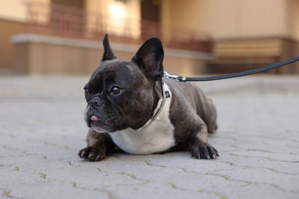 istock French Bulldog lying on pavement outdoors. Cute pet on walk 1870553920