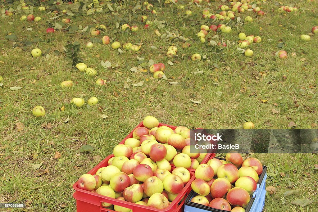 Bio Äpfel im Obstgarten - Lizenzfrei Apfel Stock-Foto