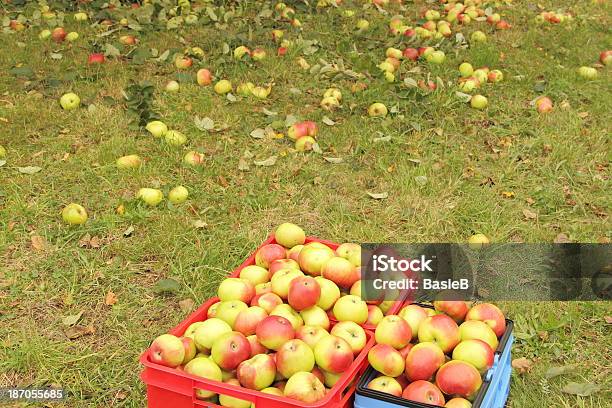 Bio Maçãs No Pomar - Fotografias de stock e mais imagens de Agricultura - Agricultura, Alimentação Saudável, Ao Ar Livre