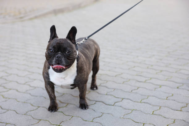 istock Cute French Bulldog walking on leash outdoors, space for text 1870557059