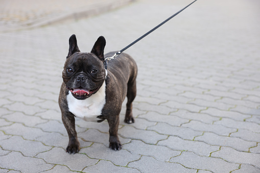 Cute French Bulldog walking on leash outdoors, space for text